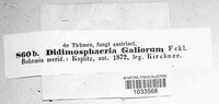 Didymosphaeria galiorum image